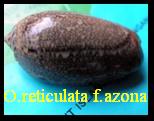 OLIVA (VIDUOLIVA) RETICULATA f. azona, RÖDING 1798